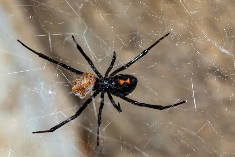 Spider Control Service